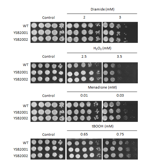 Oxidative stress phenotype for CNAG_05176T0