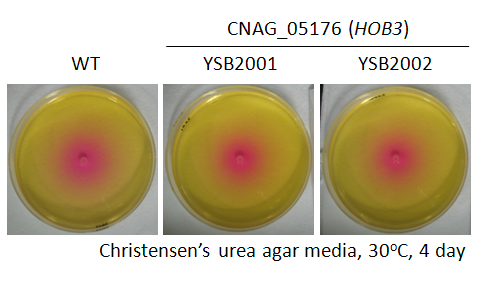 Urease phenotype for CNAG_05176T0