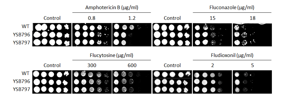 Antifungal drug susceptibility for CNAG_05186T0