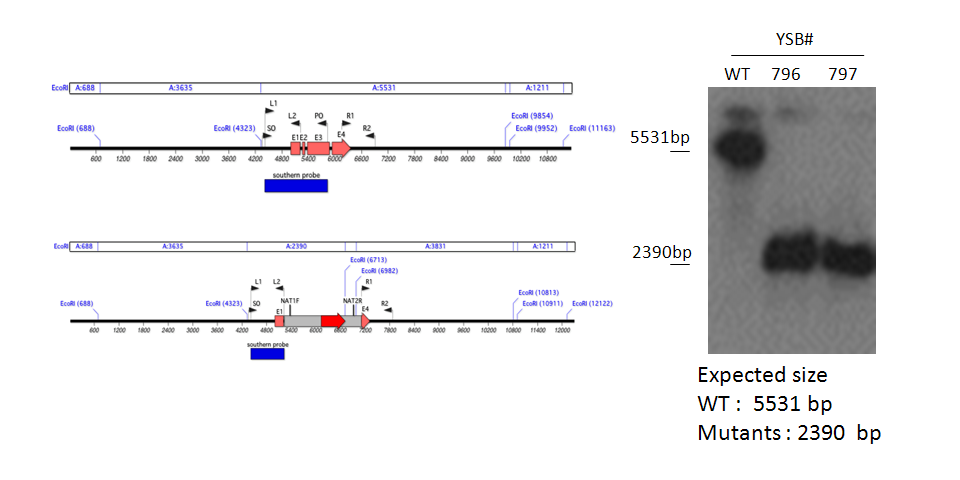 Gene disruption strategy for CNAG_05186T0