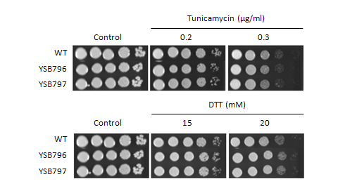 ER stress phenotype for CNAG_05186T0