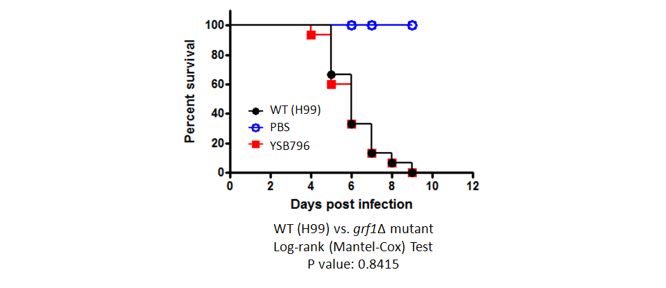 Galleria mellonella virulence data for CNAG_05186T0
