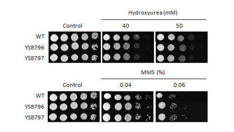 Genotoxic stress phenotype for CNAG_05186T0