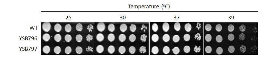 Growth phenotype for CNAG_05186T0