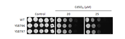 Heavy metal stress phenotype for CNAG_05186T0