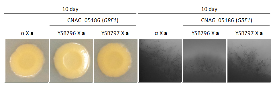 Mating phenotype for CNAG_05186T0