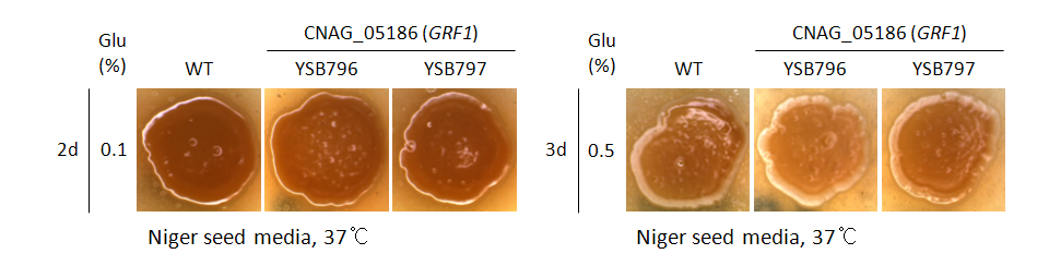 Melanin phenotype for CNAG_05186T0