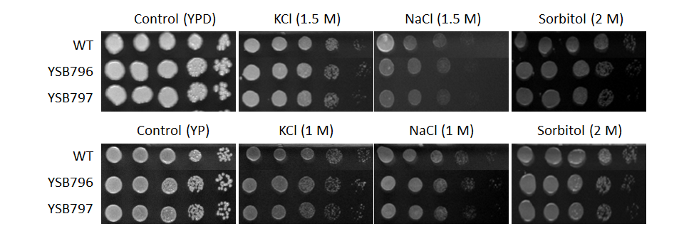 Osmotic stress phenotype for CNAG_05186T0