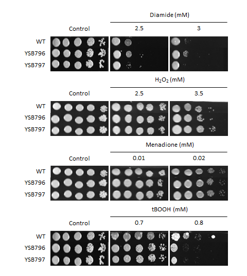 Oxidative stress phenotype for CNAG_05186T0
