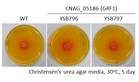 Urease phenotype for CNAG_05186T0