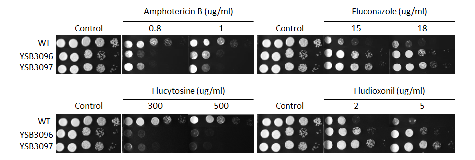 Antifungal drug susceptibility for CNAG_05222T0
