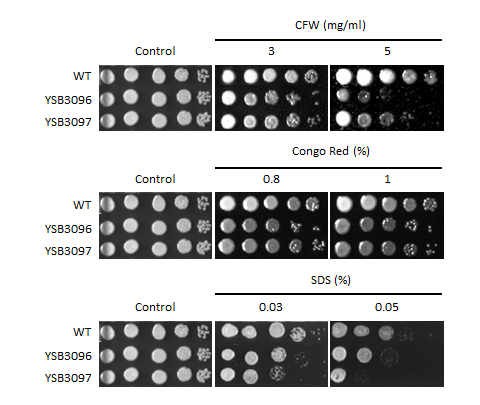 Cell wall stress phenotype for CNAG_05222T0