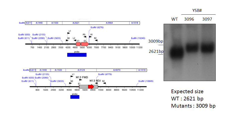 Gene disruption strategy for CNAG_05222T0