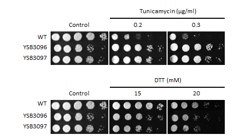 ER stress phenotype for CNAG_05222T0