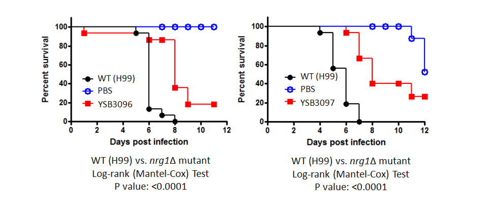 Galleria mellonella virulence data for CNAG_05222T0