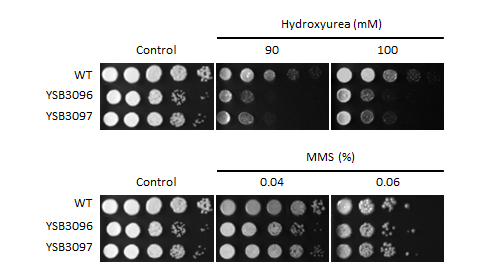 Genotoxic stress phenotype for CNAG_05222T0