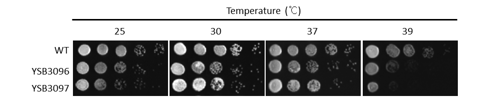 Growth phenotype for CNAG_05222T0