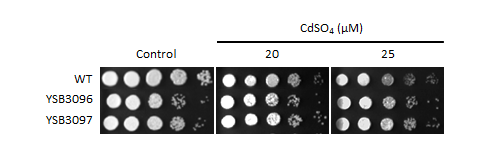 Heavy metal stress phenotype for CNAG_05222T0