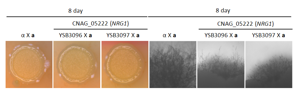 Mating phenotype for CNAG_05222T0