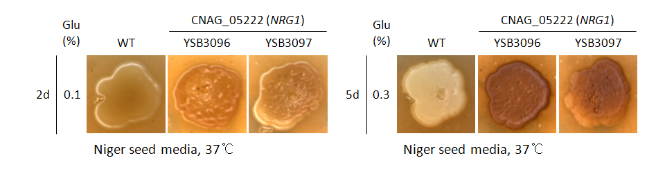 Melanin phenotype for CNAG_05222T0