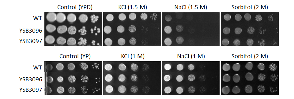 Osmotic stress phenotype for CNAG_05222T0