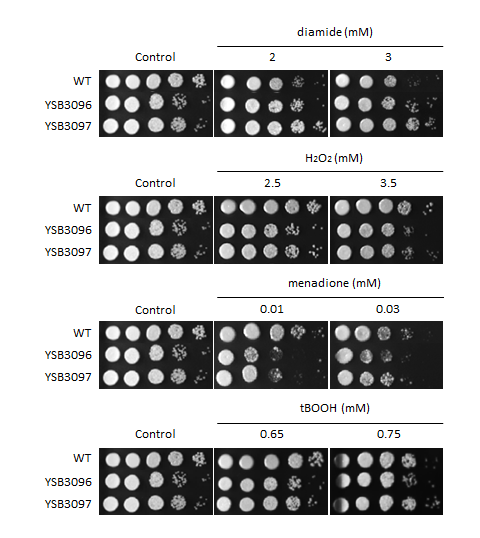 Oxidative stress phenotype for CNAG_05222T0