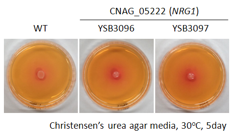 Urease phenotype for CNAG_05222T0