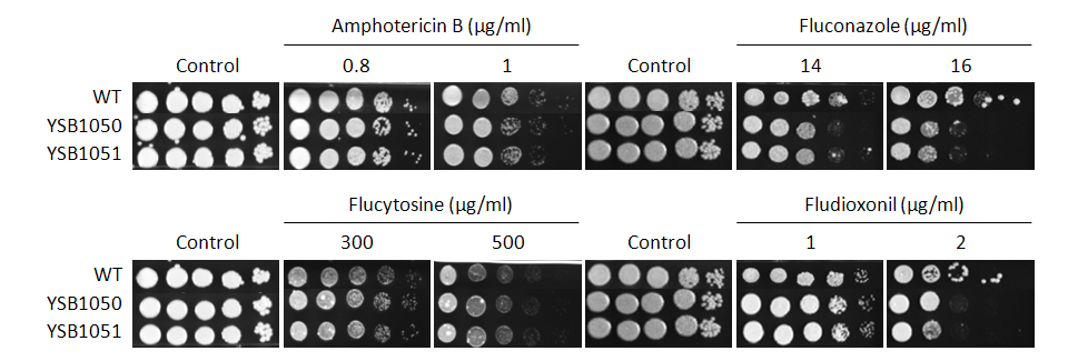 Antifungal drug susceptibility for CNAG_05255T0