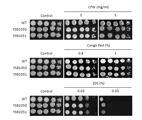 Cell wall stress phenotype for CNAG_05255T0