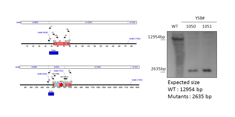 Gene disruption strategy for CNAG_05255T0