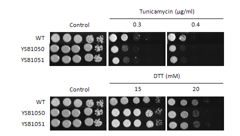 ER stress phenotype for CNAG_05255T0