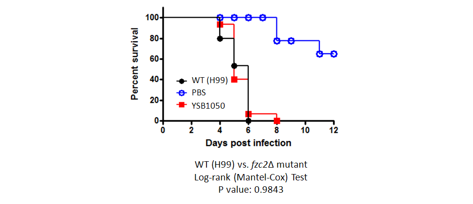 Galleria mellonella virulence data for CNAG_05255T0