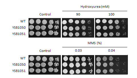 Genotoxic stress phenotype for CNAG_05255T0