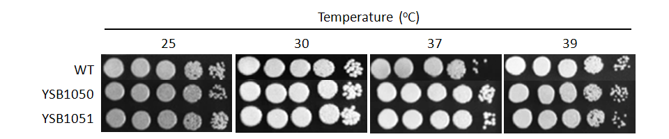 Growth phenotype for CNAG_05255T0