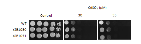 Heavy metal stress phenotype for CNAG_05255T0
