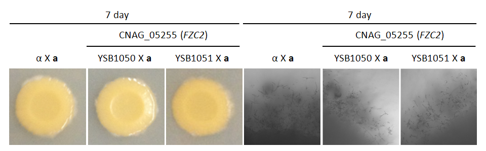 Mating phenotype for CNAG_05255T0