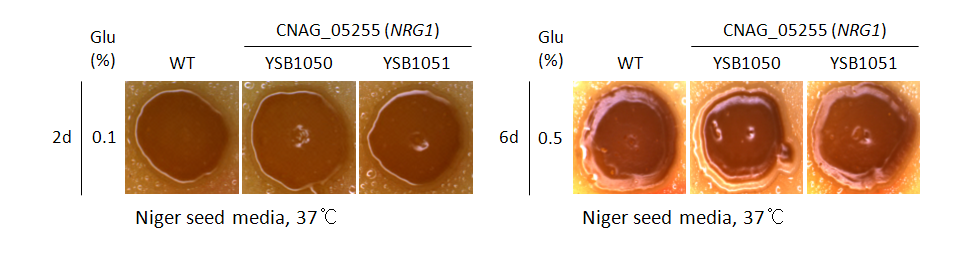 Melanin phenotype for CNAG_05255T0