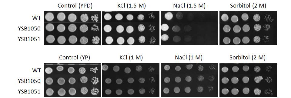 Osmotic stress phenotype for CNAG_05255T0