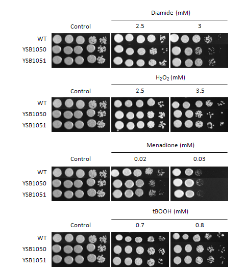 Oxidative stress phenotype for CNAG_05255T0