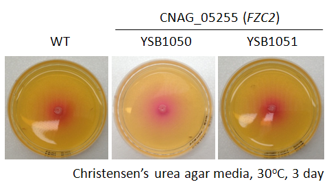 Urease phenotype for CNAG_05255T0