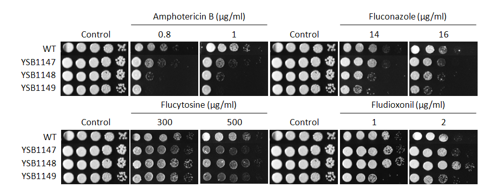 Antifungal drug susceptibility for CNAG_05375T0