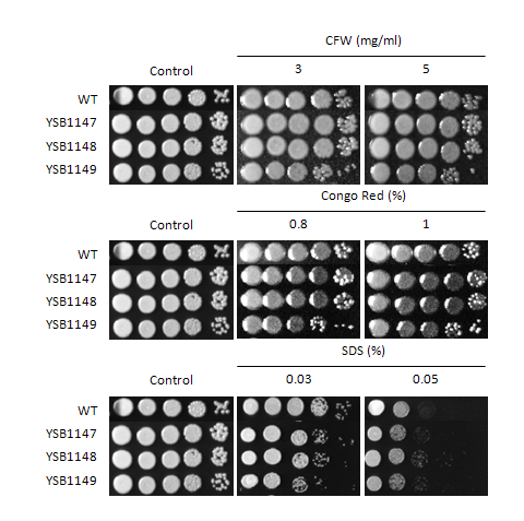 Cell wall stress phenotype for CNAG_05375T0