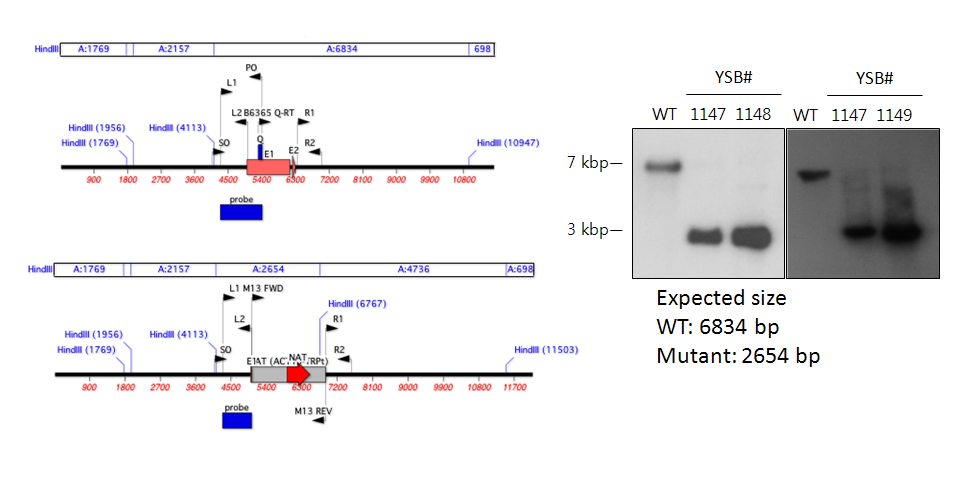 Gene disruption strategy for CNAG_05375T0