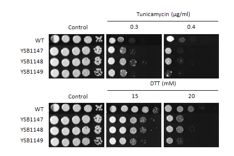ER stress phenotype for CNAG_05375T0