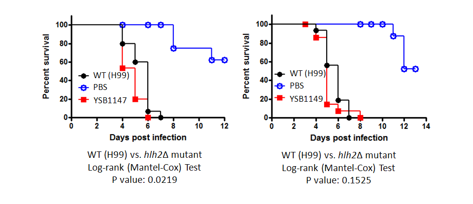 Galleria mellonella virulence data for CNAG_05375T0