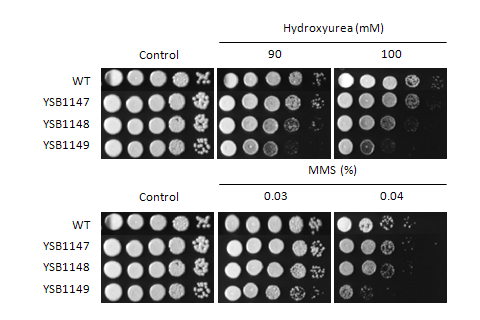 Genotoxic stress phenotype for CNAG_05375T0