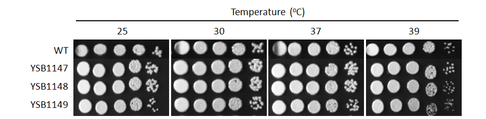 Growth phenotype for CNAG_05375T0