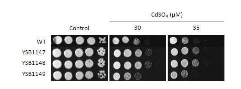 Heavy metal stress phenotype for CNAG_05375T0