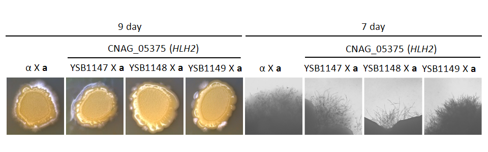 Mating phenotype for CNAG_05375T0