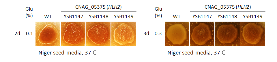 Melanin phenotype for CNAG_05375T0